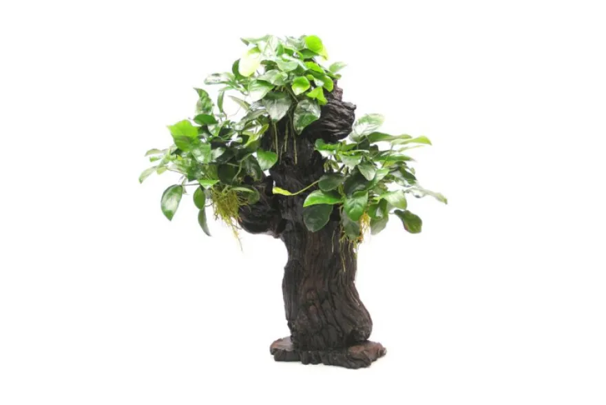 Mbuna L mit Anubias barteri var. nana, ca. 12x19x45 cm