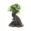 Mbuna M mit Anubias barteri var. nana, ca. 10x15x30 cm