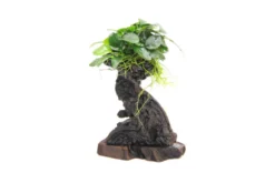 Mbuna M mit Anubias barteri var. nana, ca. 10x15x30 cm