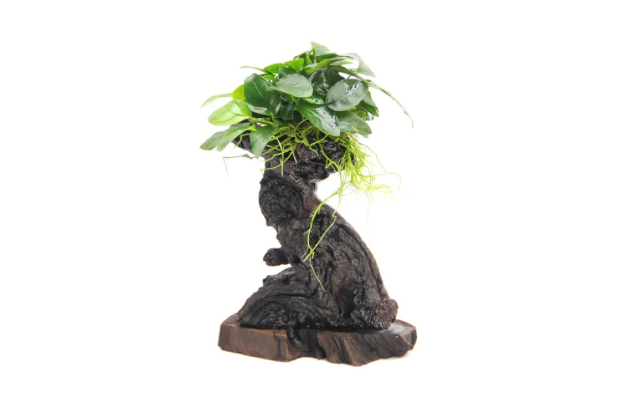 Mbuna M mit Anubias barteri var. nana, ca. 10x15x30 cm