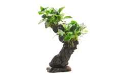 Mbuna M mit Anubias barteri var. nana, ca. 10x15x30 cm