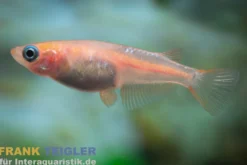 Medaka Blau gescheckt, Oryzias latipes Blue Sparkled