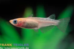 Medaka Kohaku kupfer, Oryzias latipes Kohaku Rame