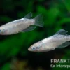 Medaka Linguang, Oryzias latipes
