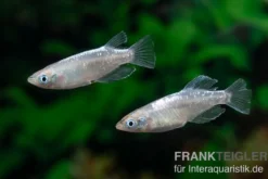 Medaka Linguang, Oryzias latipes