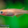 Medaka Orange Kupfer, Oryzias latipes Orange Rame