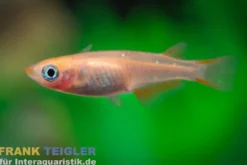 Medaka Orange Kupfer, Oryzias latipes Orange Rame