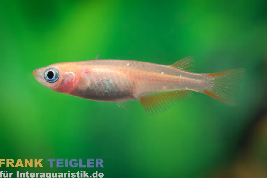 Medaka Orange Kupfer, Oryzias latipes Orange Rame