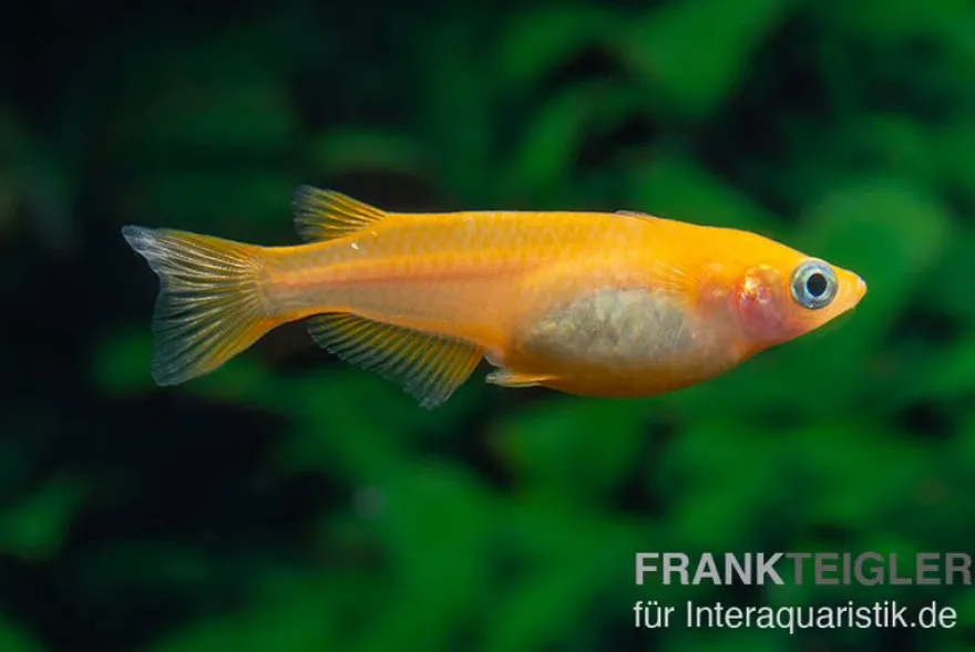 Medaka Orange, Oryzias latipes