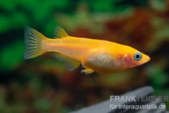 Medaka Orange, Oryzias latipes