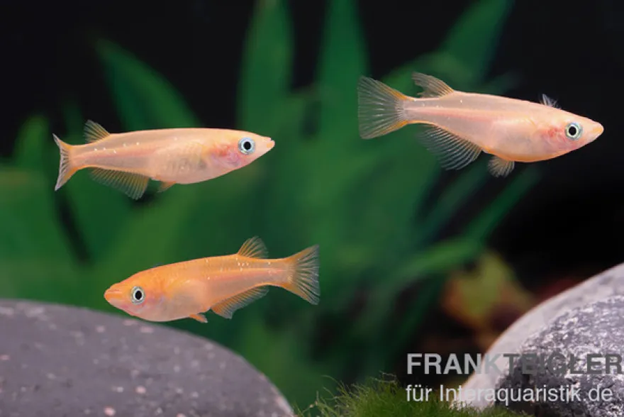 Medaka Pink, Oryzias latipes