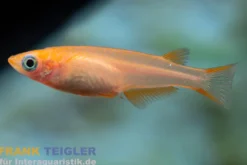 Medaka Red Cap, Oryzias latipes Red Cap