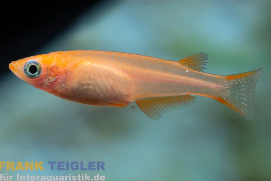 Medaka Red Cap, Oryzias latipes Red Cap