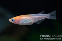 Medaka Red White Mix, Oryzias latipes