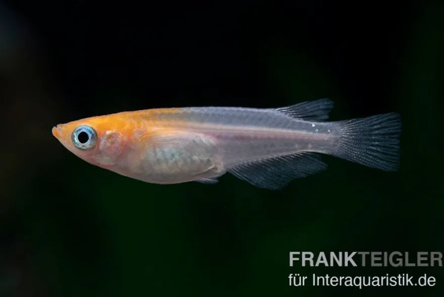 Medaka Red White Mix, Oryzias latipes