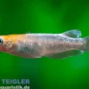 Medaka Sternenstaub Rot, Oryzias latipes Stardust Red