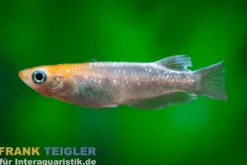 Medaka Sternenstaub Rot, Oryzias latipes Stardust Red