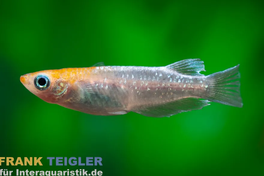 Medaka Sternenstaub Rot, Oryzias latipes Stardust Red