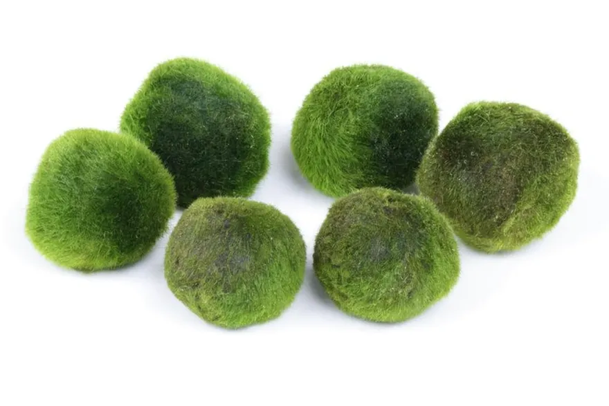 Mega Mossball Mix: 6× Mooskugel, Cladophora aegagropila (S–L)
