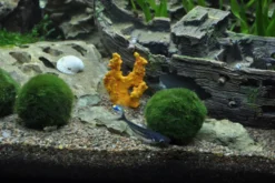 Mega Mossball Mix: 6× Mooskugel, Cladophora aegagropila (S–L)