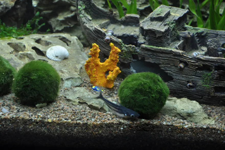 Mega Mossball Mix: 6× Mooskugel, Cladophora aegagropila (S–L)