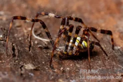 Mehrfarbige Argiope-Spinne, Argiope versicolor