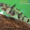 Mekong-Goldringelgrundel, Brachygobius mekongensis (Minifisch)