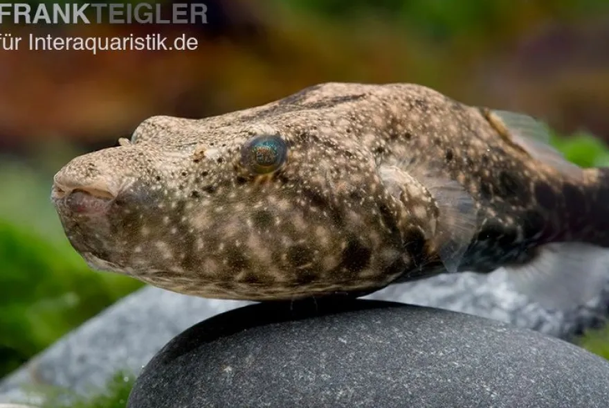 Mekong-Kofferkugelfisch, Tetraodon suvattii, 13-15 cm