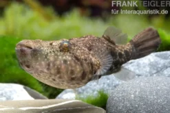 Mekong-Kofferkugelfisch, Tetraodon suvattii, 13-15 cm