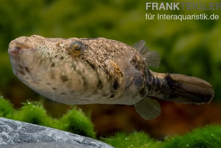 Mekong-Kofferkugelfisch, Tetraodon suvattii, 13-15 cm