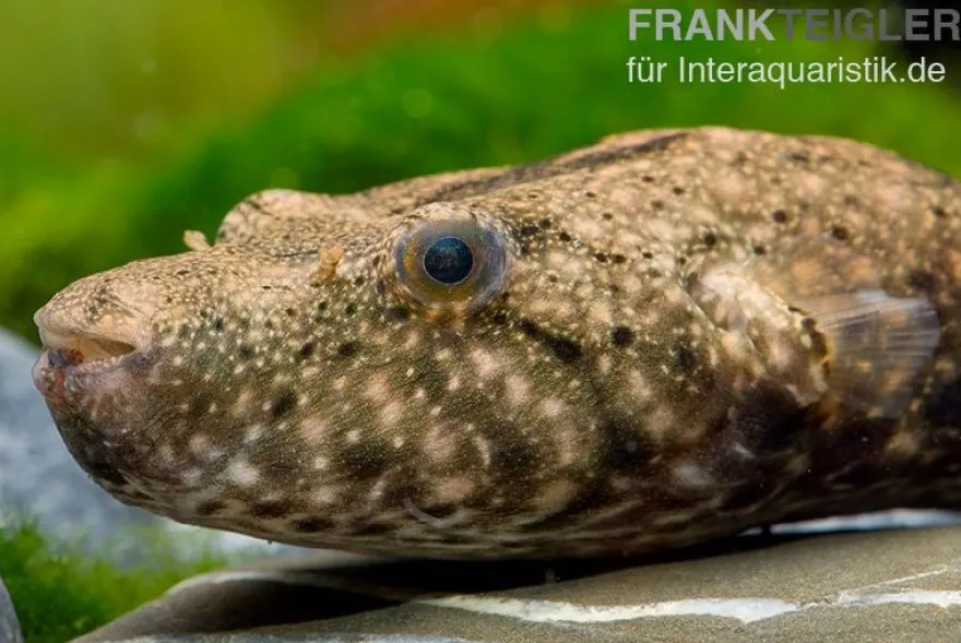 Mekong-Kofferkugelfisch, Tetraodon suvattii, 13-15 cm