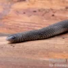 Meleagris-Schlange, Prosymna meleagris