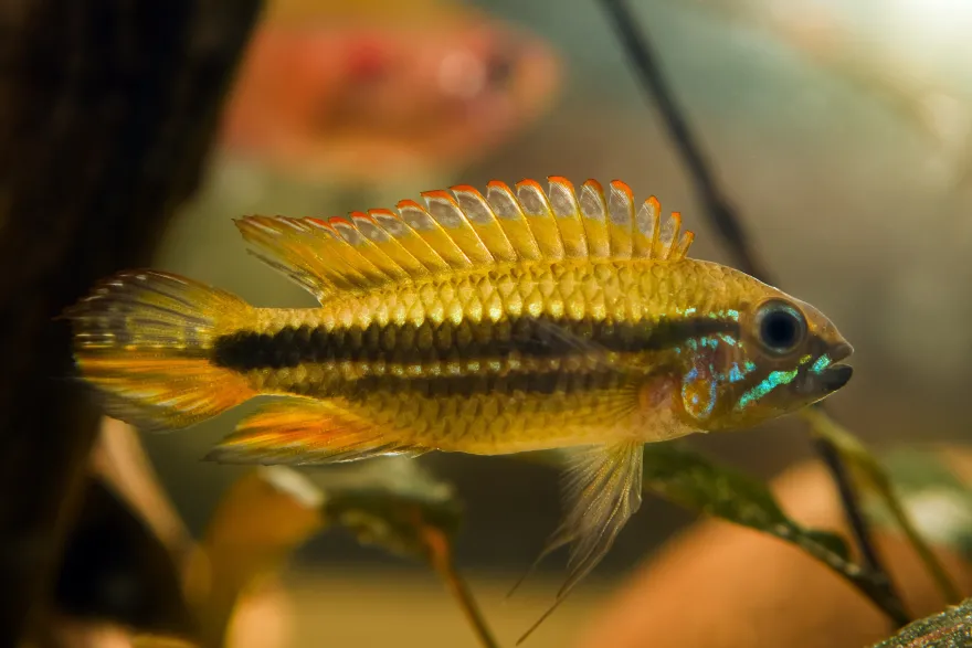Mendez-Zwergbuntbarsch, Apistogramma mendezi, paarweise