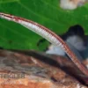 Mertens Süßwassernadel, Doryichthys martensii