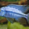 Messerbuntbarsch, Dimidiochromis compressiceps, DNZ