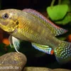 Messing-Maulbrüter, Pseudocrenilabrus dispersus philander