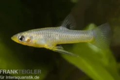Metallkärpfling, Girardinus metallicus
