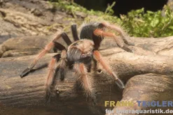 Mexikanische Feuerbein-Vogelspinne, Brachypelma boehmei