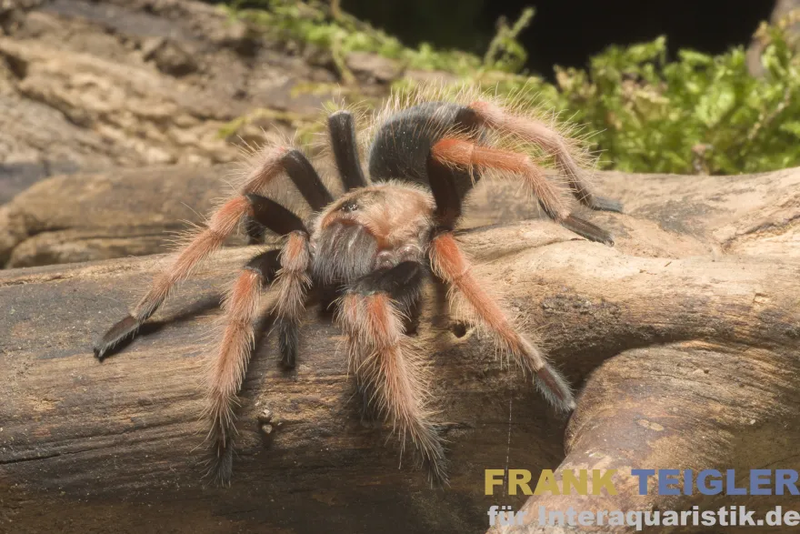 Mexikanische Feuerbein-Vogelspinne, Brachypelma boehmei