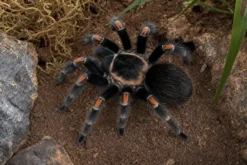 Mexikanische Flammenknie-Vogelspinne, Brachypelma auratum