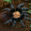 Mexikanische Goldrücken-Vogelspinne, Brachypelmal albiceps