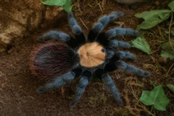 Mexikanische Goldrücken-Vogelspinne, Brachypelmal albiceps