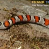 Mexikanische Königsnatter, Lampropeltis mexicana