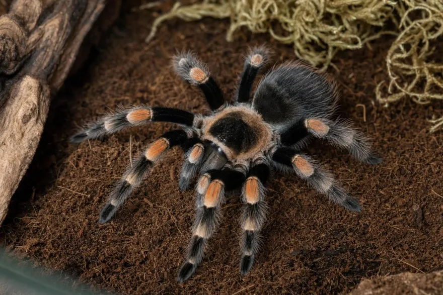 Mexikanische Rotknie-Vogelspinne, Brachypelma hamorii (ex smithi)
