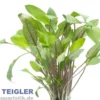 Möhlmanns Wasserkelch, Cryptocoryne moehlmannii, im Topf