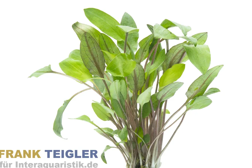 Möhlmanns Wasserkelch, Cryptocoryne moehlmannii, im Topf