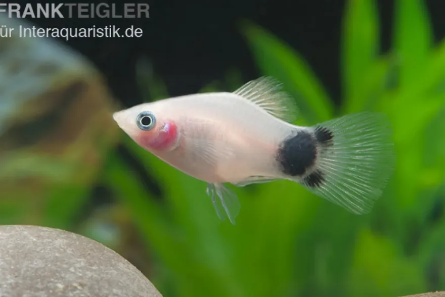 Mickey Mouse Platy weiß, Xiphophorus maculatus