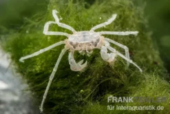 Microkrabbe, Limnopilos naiyanetri