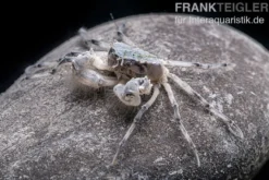 Microkrabbe, Limnopilos naiyanetri