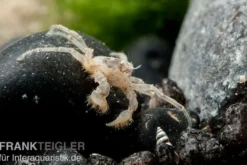 Microkrabbe, Limnopilos naiyanetri